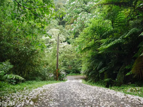 【新北-土城區】2020石門路96號麗景山莊賞桐花