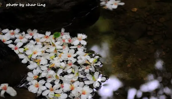 【土城 / 賞桐】石門路 - 麗景山莊。飄起五月雪啦～