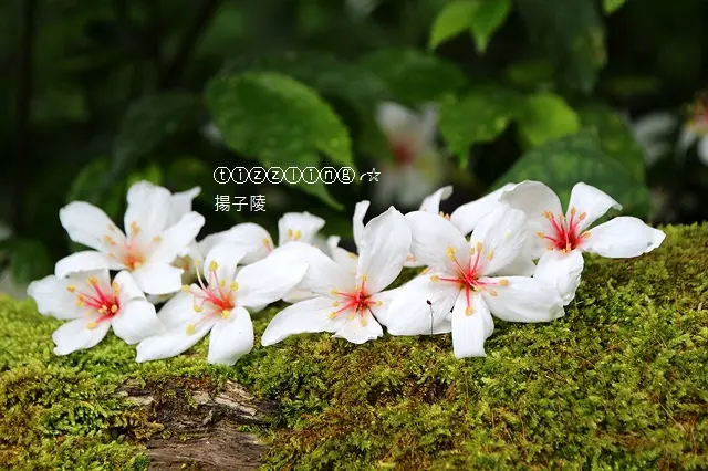 2018土城石門路桐花秘境。花現五月雪～
