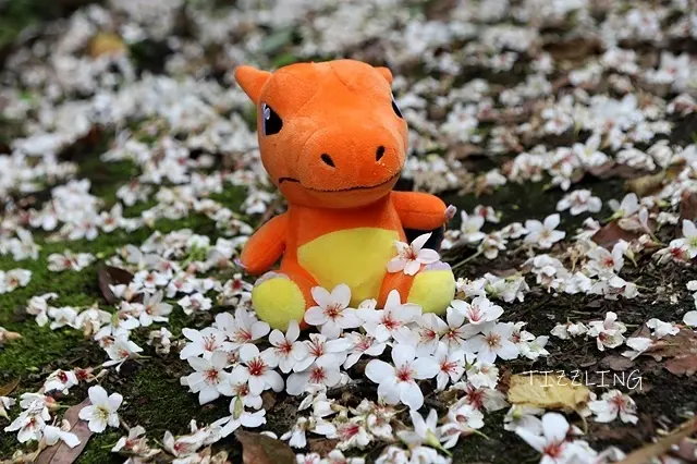 2021新北土城｜石門路油桐花開～