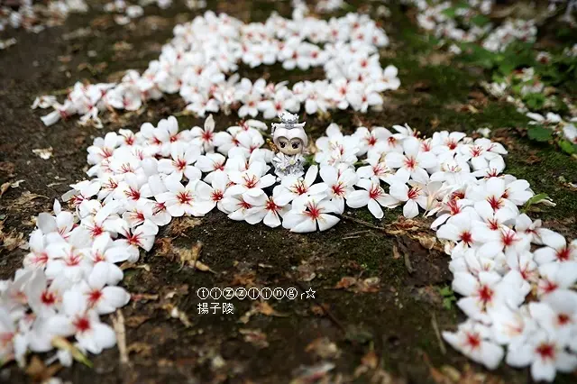 2020新北土城，石門路油桐花五月雪飄雪中～