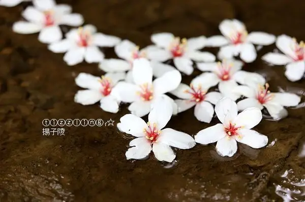 2019花漾三芝一桐幸福，漫步在雪紛飛鄉間小路上&三芝賞桐步道&2019土城石門路桐花秘境～