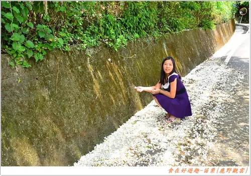 好食好景賞好花.來苗栗走一趟準沒錯!!{鹿野觀雲}