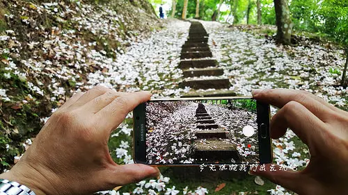 鹿野觀雲。石階桐花小徑。饗食後再來尋覓