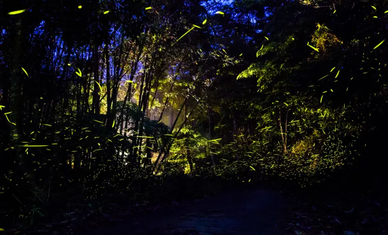 |遊|台南南化 西阿里關賞螢