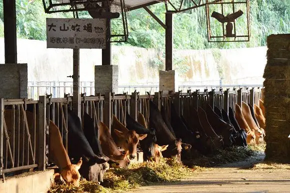 大山牧場~~體驗餵牛吃草&擠ㄋㄟㄋㄟ．適合親子同遊的免門票景點