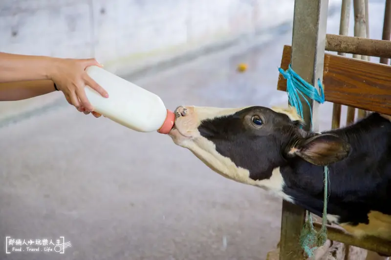 大山牧場｜彰化親子免費景點，帶小朋友走向大自然，與動物們互動吧！！