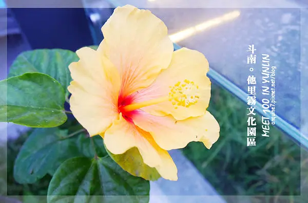 [雲林。斗南他里霧] 整座小屋都是我的漫畫館!!!請來『他里霧文化園區』光明正大看漫畫吧～ 