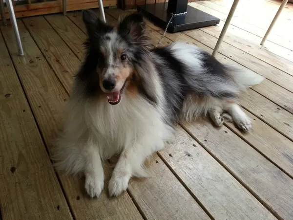 跟著毛小孩來一起用餐。歡樂氣氛。當我們同在一起~~~        
      