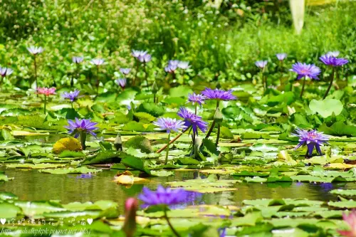 【桃園-觀音區】小橋、垂柳與蓮花池畔交織出的美麗畫作，觀音全蔬食景觀餐廳「莫內的花園」