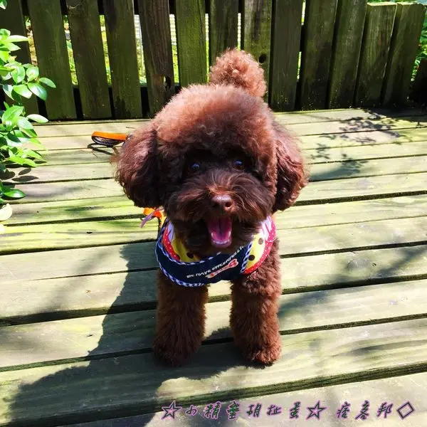 ※寵物友善餐廳※桃園觀音 莫內的花園蔬食餐廳 - 來看看莫內的日本橋★小精靈胡扯蛋★2015.03.29