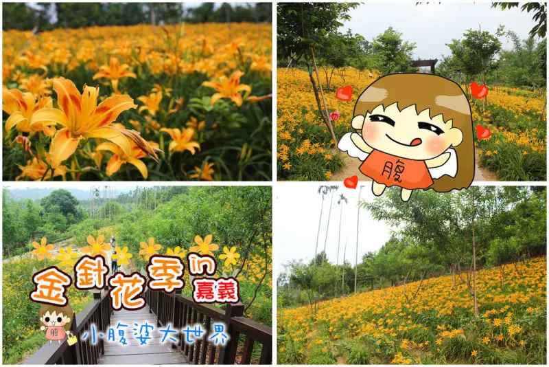 【嘉義景點】大爆發的金針花海，橫山屏休閒園區/免門票(交流道旁)，無死角的美麗。