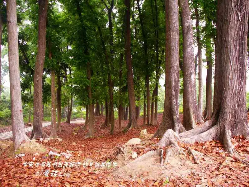 [ 嘉義⊙梅山]巧遇桃花心木.