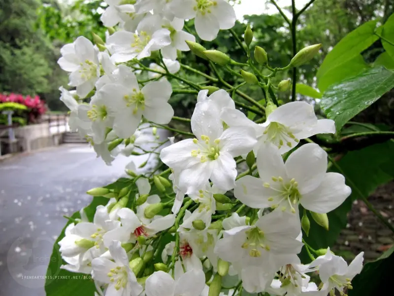 桃園景點 | 遊三坑老街賞 桐花 ．原來雨天也是賞桐天 / 石門大圳自行車路線賞桐 / 可搭乘台灣好行