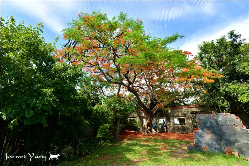 隨拍°高雄湖內 -《 番茄會社 》關於藍天、鳳凰花以及滿地的艷紅 (2014/05/22拍攝)