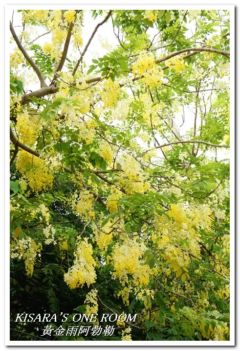 黄金雨隨風飄──台中阿勃勒賞花        
      