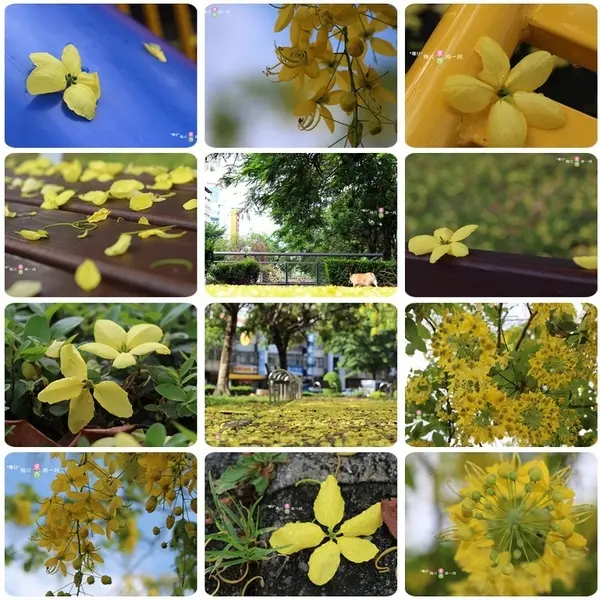  黃金雨✪阿勃勒in梅川綠園道~103.06.07        
      