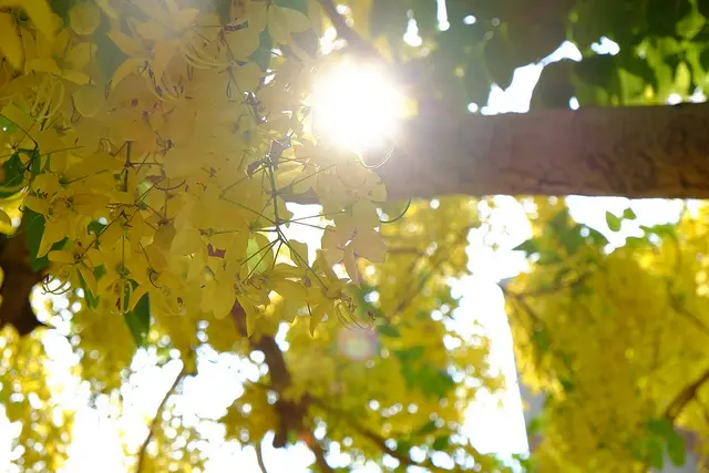 「台中」市區哪裡可以看阿勃勒？黃金雨真的好美！