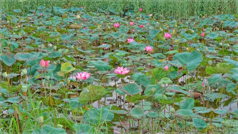 【新北景點】新莊捷運站～新月橋板橋端濕地，賞花景點，粉嫩荷花朵朵開，巨型月球、閃亮大鑽戒等你來打卡