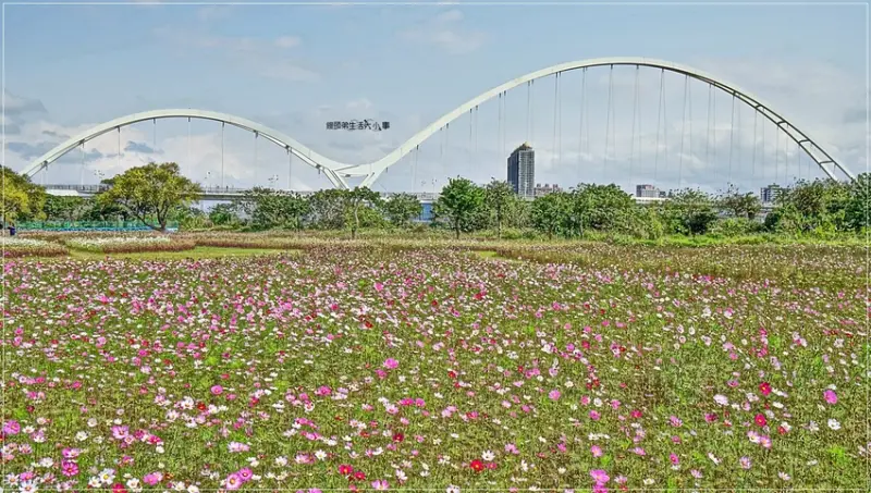 【新北景點】新月橋／IG熱門打卡好景點～1公頃波斯菊美麗綻放，搭配潔白的新月橋與藍天，真的是美翻天