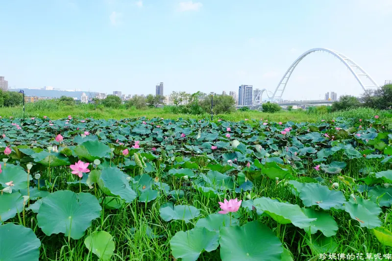 【新北-板橋區】2018新月橋荷花池賞荷記