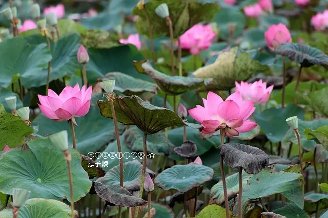 2022新北板橋新月橋荷花池，一片秋雲一點霞，十分荷葉五分花｜2020新北板橋新月橋荷花池｜2019新北板橋新月橋荷花池～