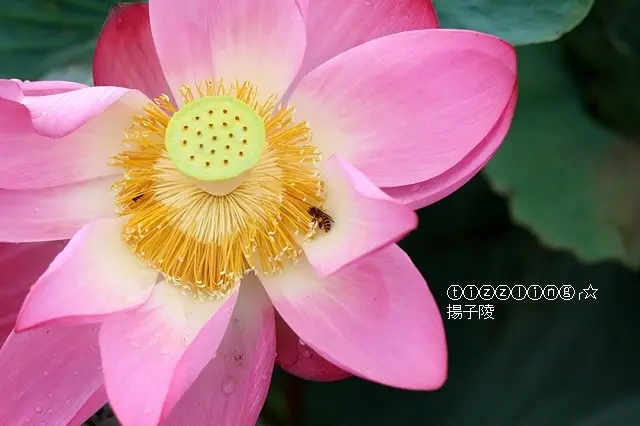 2019新北板橋，新月橋荷花池，因荷而得藕～