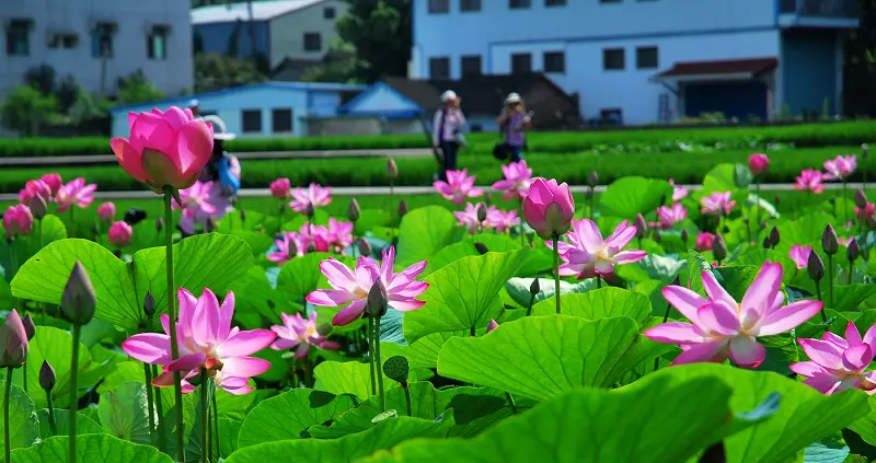 夏日花語*台中清水.趙家古厝荷花