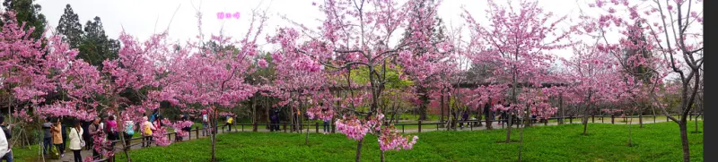 【嘉義】✿阿里山森林遊樂區✿2017無敵夢幻櫻花林！阿里山櫻花．自拍攝影兩相宜．爬山賞花賞美景