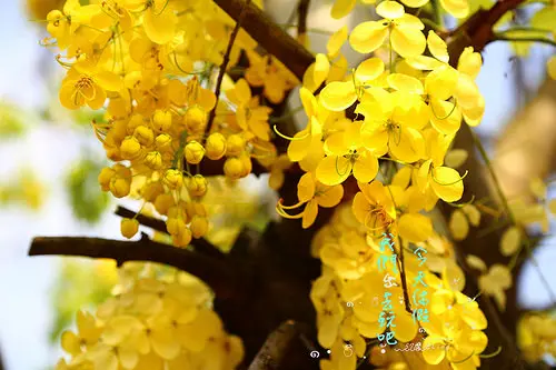 [ 台中⊙南區]中興大學。阿勃勒正開。興大路下起黃金雨了
