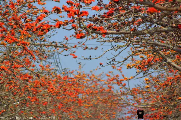 【台南。將軍】火紅3月木棉花道。將軍區南21鄉道木棉花綻放