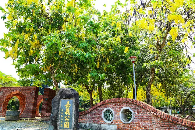 嘉義公園。阿勃勒悄悄為六月帶來熱情.
