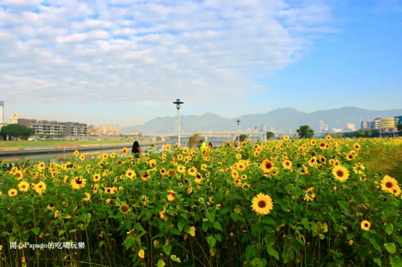 台北市成美右岸河濱公園「2017農曆春節賞花景點」：向日葵花海（麥帥橋下）
