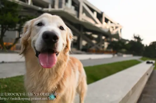 「雲林古坑華山觀止虫二行館II超級饗宴」下午茶＋晚餐套餐＋早餐套餐