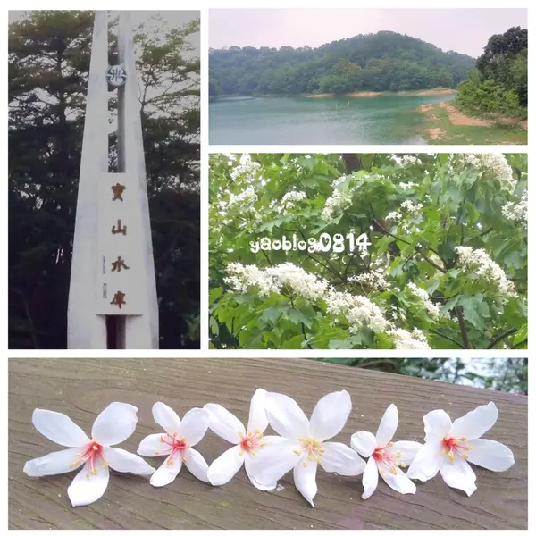 【新竹寶山│景點】寶山水庫、環湖步道、寶湖＆碧湖吊橋＊漫步在五月桐花雪之中