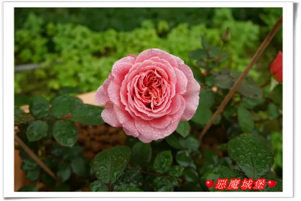 【家族南部三日遊。Day1】雲林古坑。蘿莎玫瑰莊園 - 來到這，才知道原來玫瑰有這麼多品種，還可以欣賞千朵玫瑰齊綻放的美景喔 !