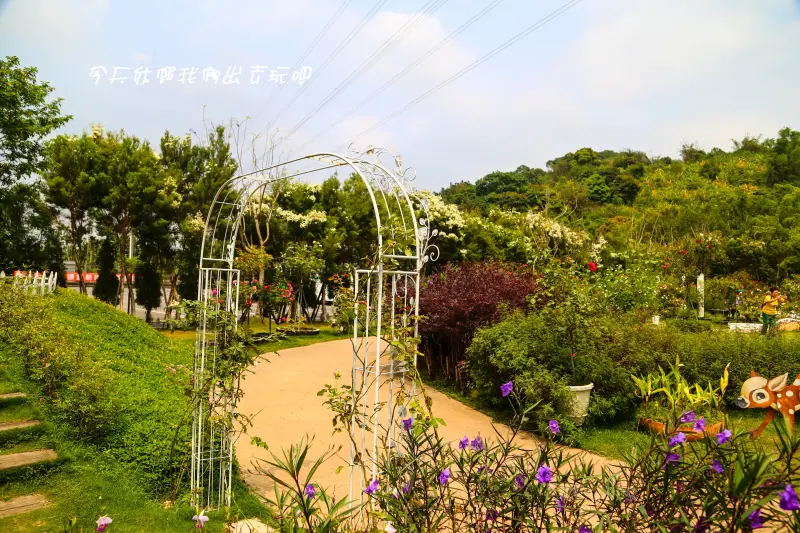 蘿莎玫瑰莊園。玫瑰花。澳洲茶樹花一同綻放。漫步小徑花香撲鼻