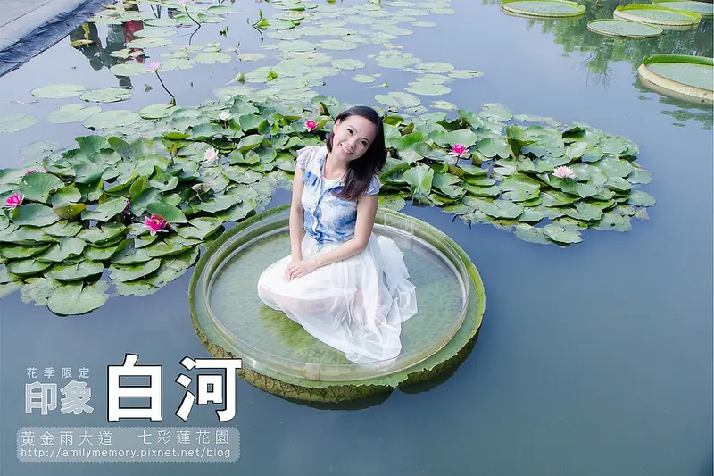 【台南景點】台南旅遊 荷花田一畝畝+阿勃勒金色大道 快來台南當拇指公主