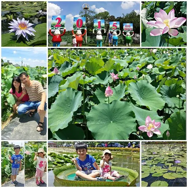【台南白河】2015白河蓮花季。七彩香水蓮花園~坐大王蓮體驗水上飄