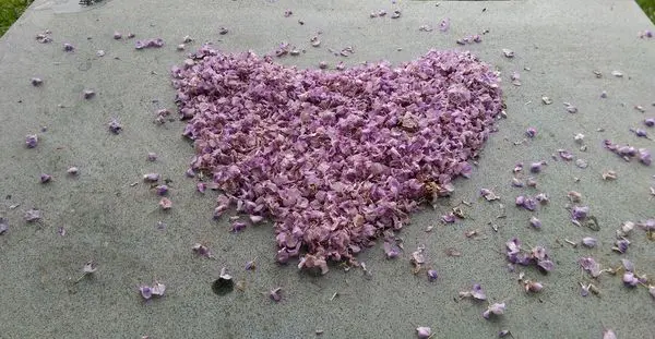 苗栗市免費紫藤花秘境：杜石地一號