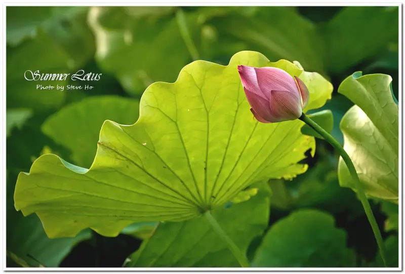 【台北】台大農改場．夏荷