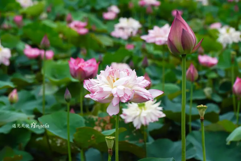 北海岸賞荷一次打包帶走輕鬆遊~ 金山荷花田牡丹蓮必拍!