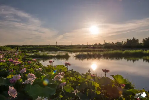 金山賞荷趣～鏡花水日、日燦蓮花