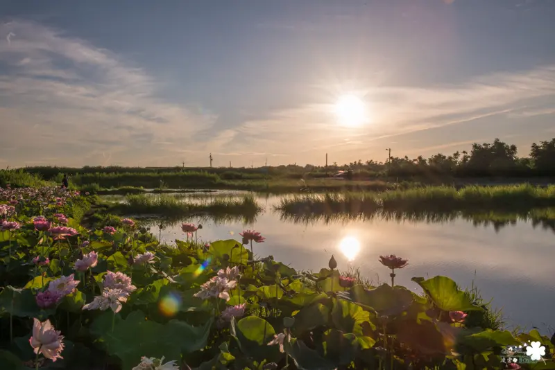 金山賞荷趣～鏡花水日、日燦蓮花