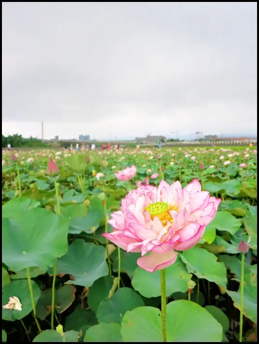 新北市．金山景點：金山磺清橋荷花池（6/29花況）～夏日限定