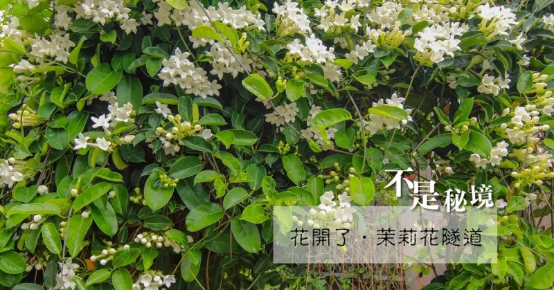不是秘境_茉莉花隧道：花開了..茉莉花季5~10月,越熱越開花,越熱越香,小巧卻滿滿的茉莉花牆超好拍.繽紛可愛童趣牆面-茉莉的祕密花園 /彰化一日遊。