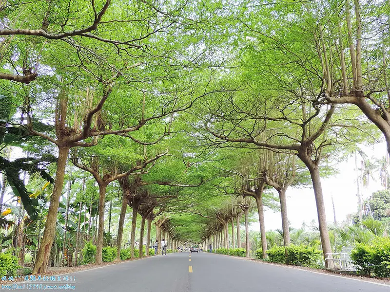 旅遊。屏東★潮州泗林健走步道 長達1公里的綠色隧道 外加潮州附近景點