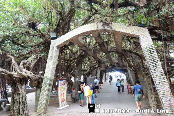 【澎湖。白沙】通樑古榕。 香花樹三百多年歷史。 神話流傳。通梁林家古宅。二百多年歲月咕咾牆