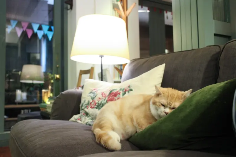 台北信義 | 屋頂上的貓私廚 ::: 二訪紀錄。要用多少的愛，才能有這麼溫暖的家 - 開朗少女的吃喝跑跳蹦