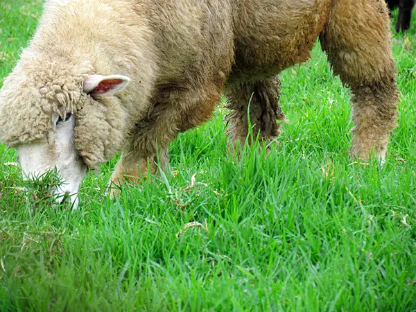 |南投清境遊|終於一睹傳說中的燕窩民宿---清境嵐山小鎮民宿